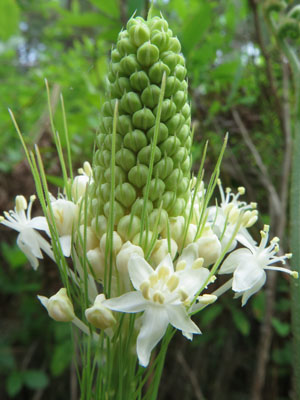 Xerophyllum asphodeloide - Turkeybeard -  inflorescence  - flowers mature from bottom