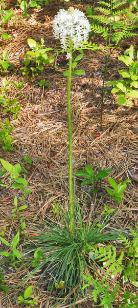 Xerophyllum asphodeloides - Turkeybeard - Plant