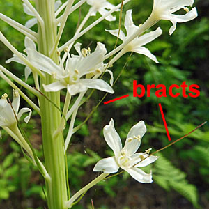 Xerophyllum asphodeloides - Turkeybeard - Flower bracts
