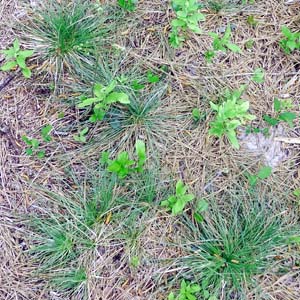 Xerophyllum asphodeloides - Turkeybeard - Habitat