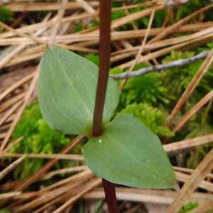 Listera australis - Southern twadeblade - leaves