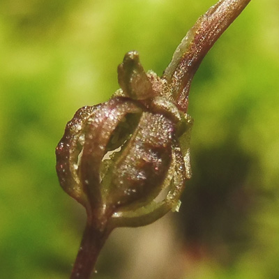 Listera australis - Southern twadeblade - fruit