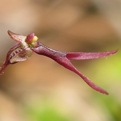 Listera australis / Neottia bifolia- Southern twadeblade - flower - close up