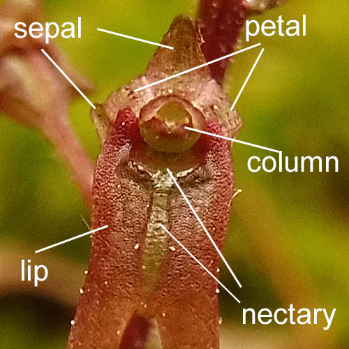 Listera australis / Neottia bifolia- Southern twadeblade - flower parts - labels