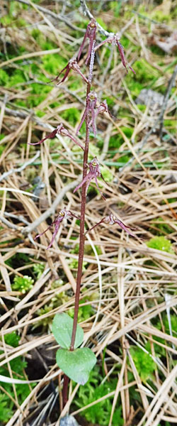 Listera australis - Southern twadeblade - Plant