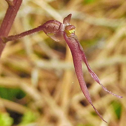 Listera australis / Neottia bifolia- Southern twadeblade -  flower  - close up