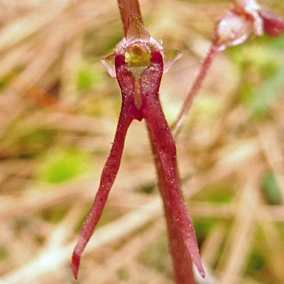 Listera australis / Neottia bifolia- Southern twadeblade -  flower - close up