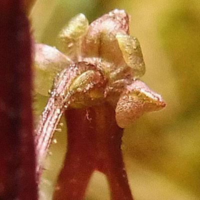 Listera australis / Neottia bifolia- Southern twadeblade -  flower  - close up
