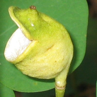 Jeffersonia diphylla - Twinleaf - Fruit 