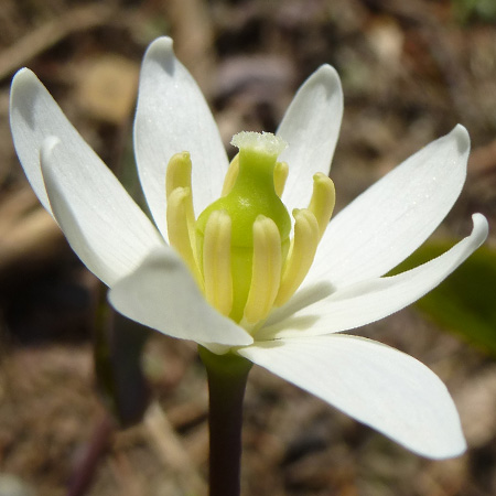 Jeffersonia diphylla - Twinleaf - flower - early