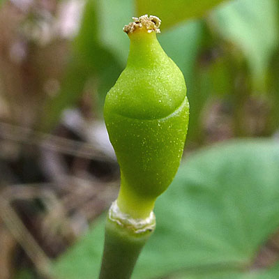 Jeffersonia diphylla - Twinleaf - Fruit 