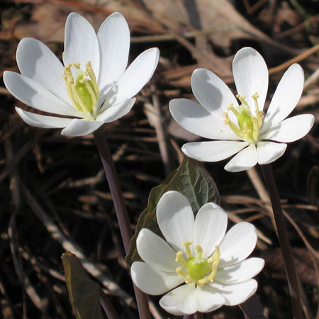 Jeffersonia diphylla - Twinleaf - flowers