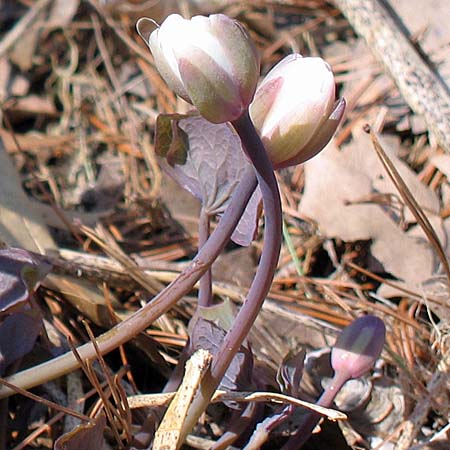 Jeffersonia diphylla, Twinleaf - flower, buds with sepals