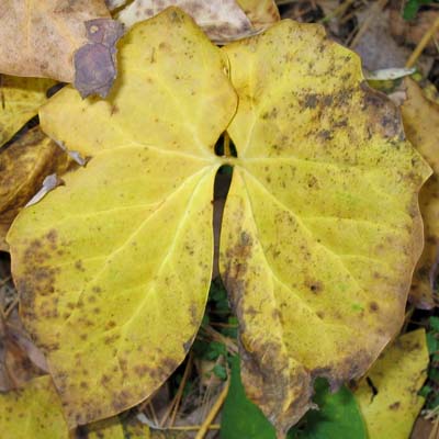Jeffersonia diphylla, Twinleaf, Leaf, in the fall