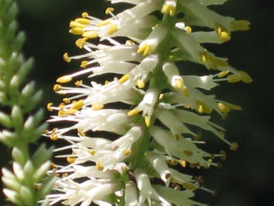 Veronicastrum Virginicum (Culver's Root)