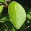 <i>Viburnum prunifolium</i> ( Blackhaw Virburnum )