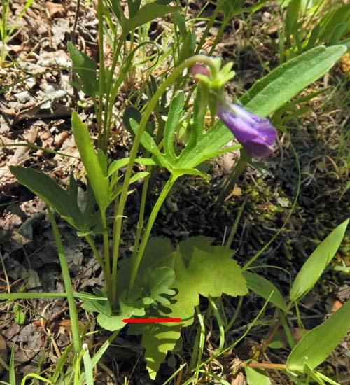 Northern coastal violet - Viola brittoniana - plant with early and primary leaves