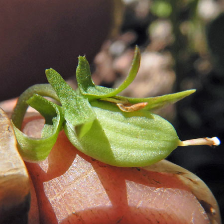Northern coastal violet - Viola brittoniana - fruit
