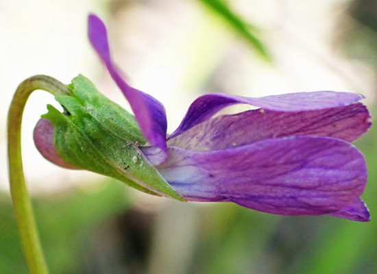 Northern coastal violet - Viola brittoniana - flower: side view, sepals, short spur
