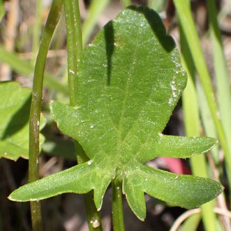Northern coastal violet - Viola brittoniana - lobed earlier leaves
