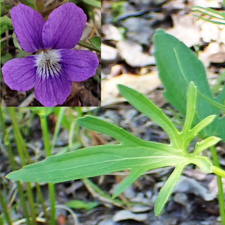 Northern coastal violet  - Viola brittoniana