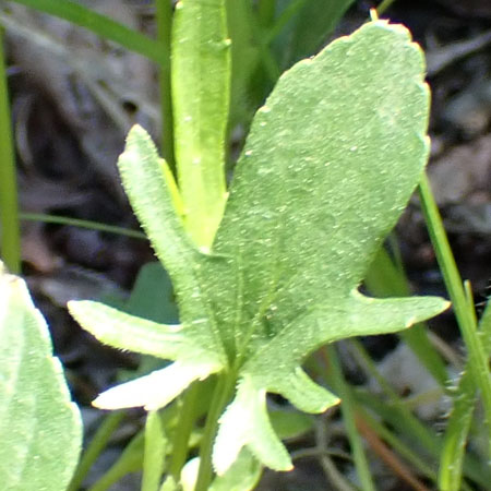 Northern coastal violet - Viola brittoniana - lobed earlier leaves
