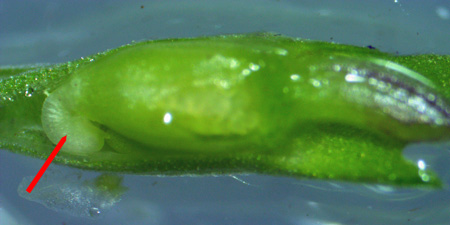 Northern coastal violet - Viola brittoniana - - cleistogamous flower