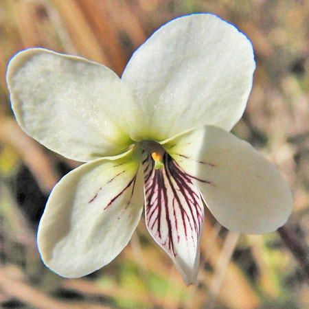 Leaf leaf violet - Viola lanceolata - white flowers