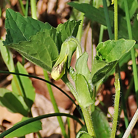 Downy yellow violet - Viola pubescens -  leaves - some hairs