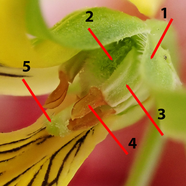 Downy yellow violet - Viola pubescens - flower, dissected, labeled
