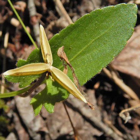 Arrowleaf violet - Viola sagittata - flowers