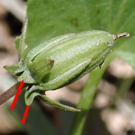 Arrowleaf violet - Viola sagittata - flowers