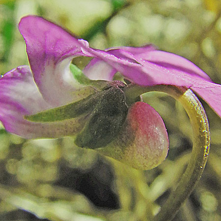 Arrowleaf violet - Viola sagittata - flowers