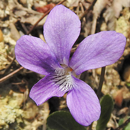 Arrowleaf violet - Viola sagittata - flowers