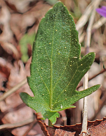 Arrowleaf violet - Viola sagittata - individual stem with flower and leaves