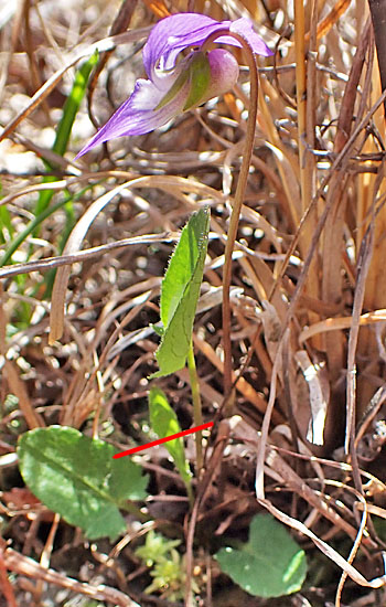 Arrowleaf violet - Viola sagittata - flowers from leaf axils
