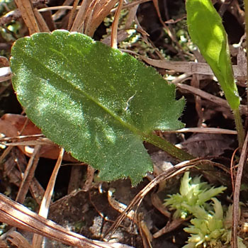 Arrowleaf violet - Viola sagittata - individual stem with flower and leaves