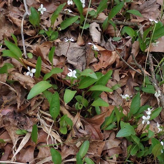 Leaf leaf violet - Viola lanceolata - habitat