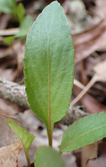 Leaf leaf violet - Viola lanceolata - leaf is 1.75 times as long as wide