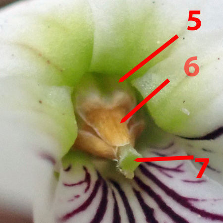 Leaf leaf violet - Viola lanceolata - anthers and anther appendages 