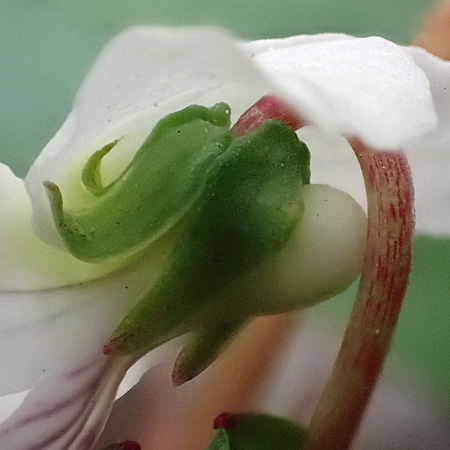 Leaf leaf violet - Viola lanceolata - sepals with auricles