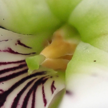 Leaf leaf violet - Viola lanceolata - stigma and lateral petal hairs