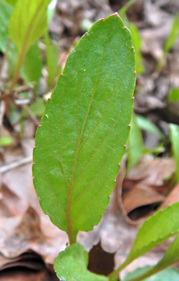 Leaf leaf violet - Viola lanceolata - leaf with crenulated margin