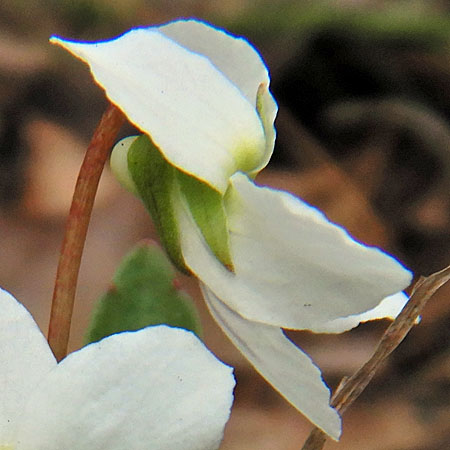 Leaf leaf violet - Viola lanceolata - flower spur