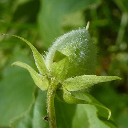 Downy yellow violet - Viola pubescens - fruit - maturing pistil