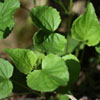 <i>Viola rostrata</i> ( Violet - Long-spurred ) - Leaves
