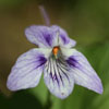 <i>Viola rostrata</i> ( Long-spurred Violet ) - Flower