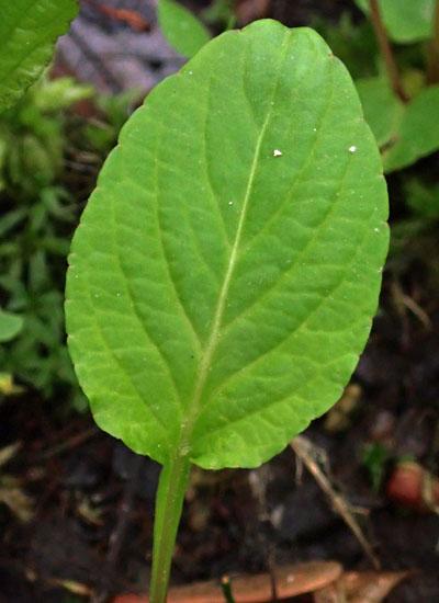 Primrose leaf violet - Viola primulifolia - leaf is about 1.5 times as long as wide