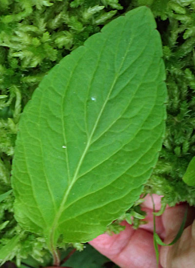 Primrose leaf violet - Viola primulifolia - leaf is 1.75 times as long as wide