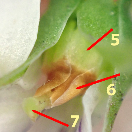 Primrose leaf violet - Viola primulifolia - anthers and anther appendages 